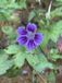 GRDplanten Groendecor Tuinarchitectuur 6x Ooievaarsbek - Geranium nodosum 'Clos du Coudray' | 9x9 cm pot