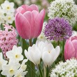 Green boutiQ - 250x Bulb Garden Pink - Bollentuinroze - Diversen - Zomerbloeier - Bolmaat 10/12