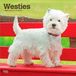 West Browntrout Publishers West Highland White Terriers - Westhighland White Terrier - Westies 2027 - 16-Monatskalender