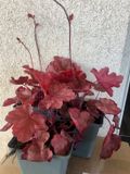GRDplanten Groendecor Tuinarchitectuur 3x Purperklokje - Heuchera 'fire chief® | 9x9 cm pot