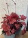 GRDplanten Groendecor Tuinarchitectuur 3x Purperklokje - Heuchera 'fire chief® | 9x9 cm pot