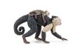 Papo - Realistische kapucijnaapfiguur - 3 jaar en ouder - Wilde dieren collectie - Educatief spel primaten - Cadeau-idee speelgoed voor meisjes en jongens