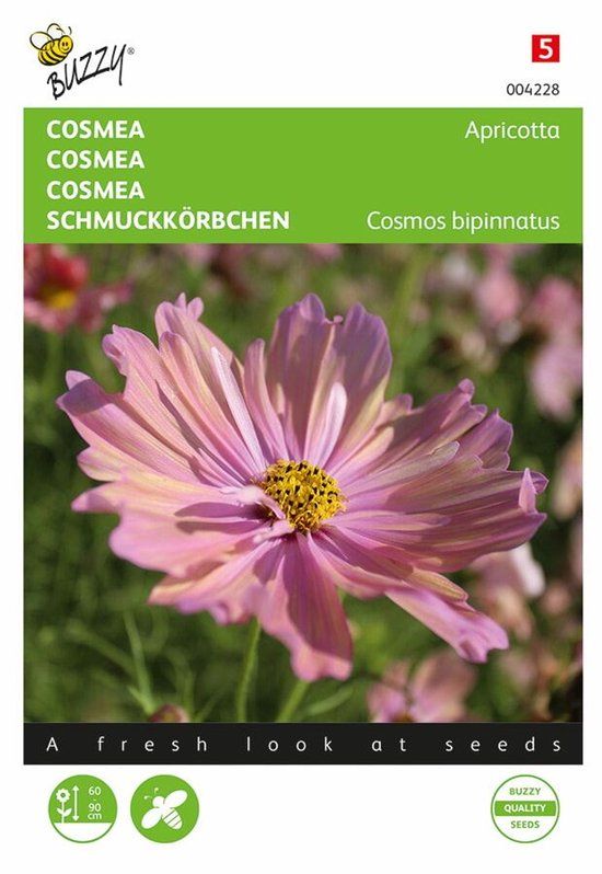 Buzzy Cosmos Bipinnatus Apricotta