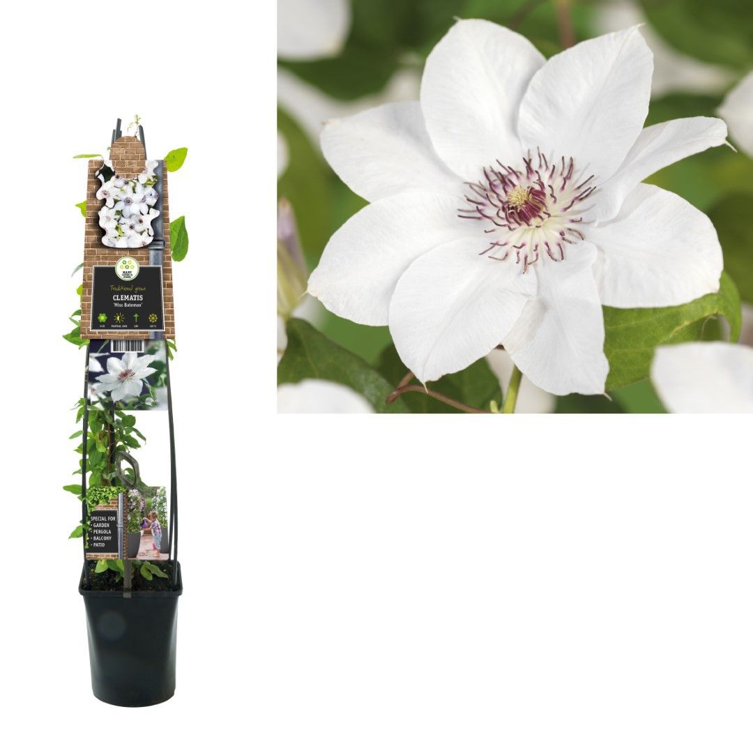 Van der Starre Klimplant Clematis Miss Bateman 120 cm Bosrank