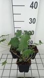 GRDplanten Groendecor Tuinarchitectuur 6x Ooievaarsbek - Geranium hybr. 'Dreamland'® | 9x9 cm pot