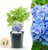 Plantenboetiek.nl Hortensia - Hydrangea macrophylla Blauw - 3 Planten - Ø18cm - 30cm hoog