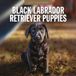 Red Robin Labrador Retriever Zwart Puppies Kalender 2027 Wandkalender