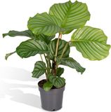 Hello Plants Calathea Orbifolia Pauwenplant - Ø 14 cm - Hoogte: 50 cm - Kamerplant