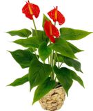 Kunstanthuriumplant Anthurium Kunstmatige Anthurieplant in mand