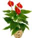 Kunstanthuriumplant Anthurium Kunstmatige Anthurieplant in mand