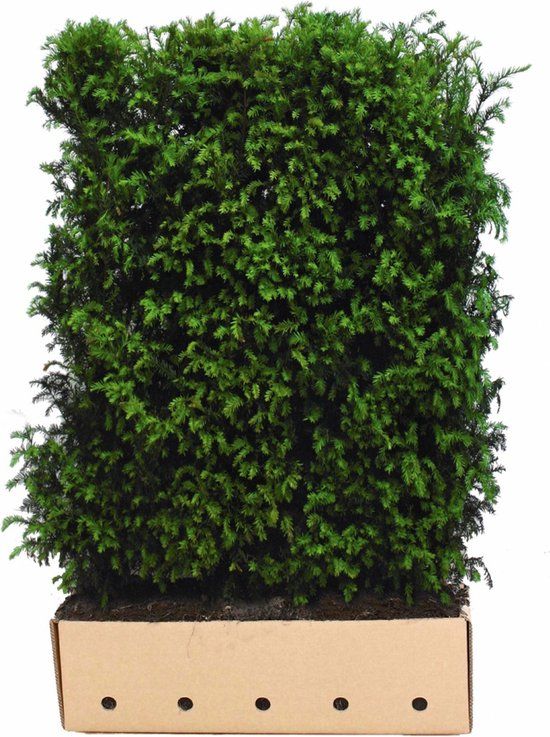 Merkloos Taxus baccata 180 cm