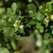 Ilex Crenata Vert Foncé Pyramide 60cm