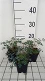 Groendecor Tuinarchitectuur 6x Corydalis - Corydalis hybr. 'Porcelain Blue' | pot de 9x9 cm