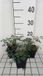 Groendecor Tuinarchitectuur 6x Corydalis - Corydalis hybr. 'Porcelain Blue' | pot de 9x9 cm
