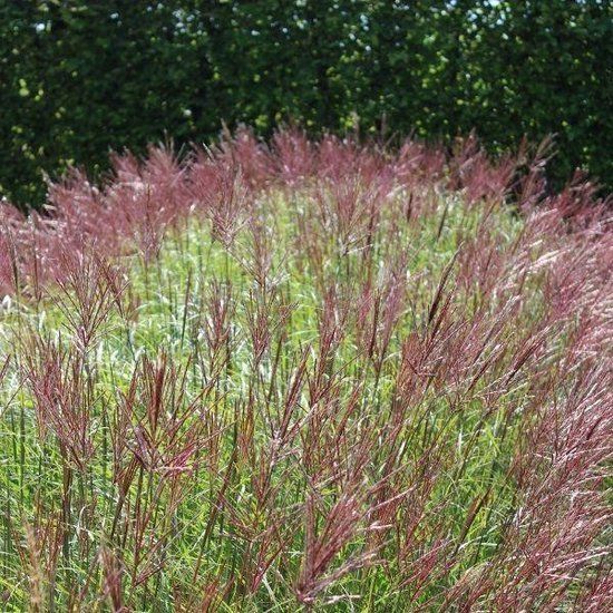 Plantcentrum.nl Miscanthus sinensis 'Red Chief' - Prachtriet - Pot 17 cm (2 liter)