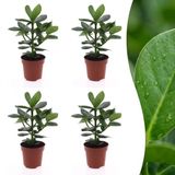 Green boutiQ Clusia Princess - 4 Planten - Pot 12cm - Hoogte 40cm