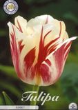 Dutch Finest Quality World Expression Single late Tulpenbollen 7 Stuks Bolmaat 12+