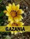 GAZANIA Coffee Table Book: Flower Photography