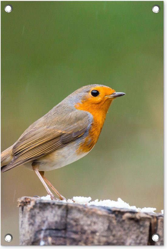 GreatGardenPosters Tuinposter Vogel Roodborstje Boomstam Sneeuw Winter 40x60 cm - PVC - Landelijk