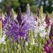 Green boutiQ - 10x Camassia Leichtlinii Mix - Blauw en Wit
