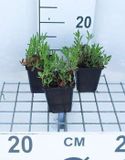 GRDplanten Groendecor Tuinarchitectuur 6x Teunisbloem - Oenothera speciosa 'Siskiyou' | 9x9 cm pot