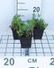 GRDplanten Groendecor Tuinarchitectuur 6x Teunisbloem - Oenothera speciosa 'Siskiyou' | 9x9 cm pot