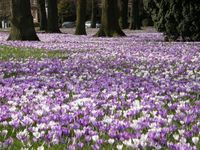 Warentuin mix - Turfstrooisel aarde 40 liter