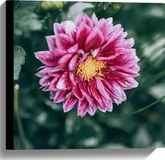 Merkloos / Sans marque Take your time Canvas - Roze Dahlia met Gele Kern - 40x40 cm Foto op Canvas Schilderij (Wanddecoratie op Canvas)