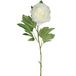 Mica Decorations Mica Kunstbloem pioenroos - Creme - 76 cm - polyester - decoratie bloemen rozen