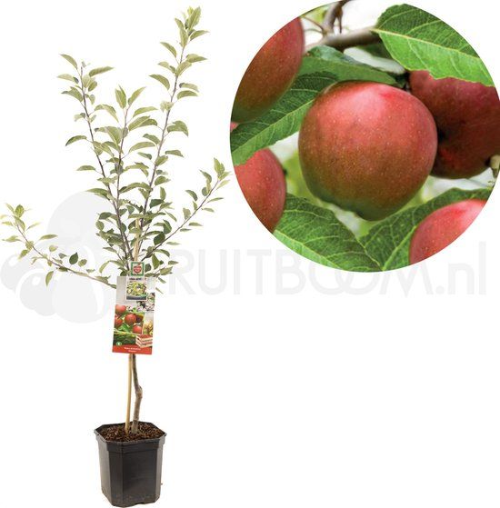 Fruithof Malus domestica Gloster Roodpaarse najaarsappel laagstam