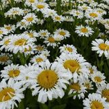 Arborix Leucanthemum 6 x Leucanthemum Vulgare 'Maikönigin' - Margriet pot 9x9cm - Witte bloemen, rijkbloeiend, geschikt voor borders