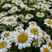 Arborix Leucanthemum 6 x Leucanthemum Vulgare 'Maikönigin' - Margriet pot 9x9cm - Witte bloemen, rijkbloeiend, geschikt voor borders