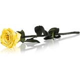 RoseAmor Yellow Geconserveerde bloemen 1 st