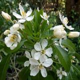 Arborix Choisya 'Aztec Pearl' - Choisya 25-30 cm pot - Een Geurig en Elegant Hybride