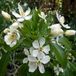 Arborix Choisya 'Aztec Pearl' - Choisya 25-30 cm pot - Een Geurig en Elegant Hybride