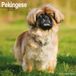 Avonside Publishing Pekingees Calendrier 2027