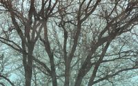 Komar Fotobehang - Whispering Woods 400x250cm - Vliesbehang