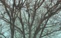 Komar Fotobehang - Whispering Woods 400x250cm - Vliesbehang