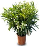Sunny Tree Oleander - Nerium Oleander - Wit - 100-120 cm - Buitenplant