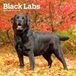 Black BrownTrout Black Labrador Retriever - Schwarze Labrador Retriever 2027 - 16-Monatskalender