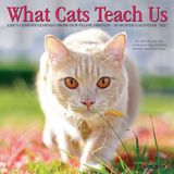Willow Creek Press What Cats Teach Us 2027 7 X 7 Mini Wall Calendar