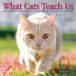 Willow Creek Press What Cats Teach Us 2027 7 X 7 Mini Wall Calendar