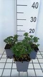 GRDplanten Groendecor Tuinarchitectuur 6x Scheefkelk - Iberis semp. 'Zwergschneeflocke' | 9x9 cm pot