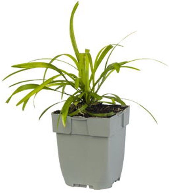 Griffioen Liriope muscari