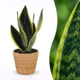 Green boutiQ Sansevieria Future Superb Vrouwentong Plant met Mand Pot 12cm Hoogte 35cm