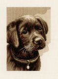 Vervaco - Telpakket kit - Sepia - Labrador pup - PN-0158080 - Borduren - Borduurpakket - Borduurpakket volwassenen