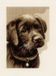 Vervaco - Telpakket kit - Sepia - Labrador pup - PN-0158080 - Borduren - Borduurpakket - Borduurpakket volwassenen
