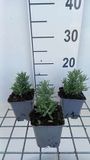 GRDplanten Groendecor Tuinarchitectuur 6x Lavandel - Lavandula ang. 'Alba' | 9x9 cm pot