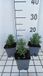 GRDplanten Groendecor Tuinarchitectuur 6x Lavandel - Lavandula ang. 'Alba' | 9x9 cm pot