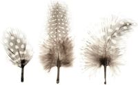 Glorex Hobby Parelhoen veren - 30x stuks - hobby/decoratie materiaal - Bruin